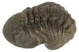 Wide, Partially Enrolled Austerops Trilobite - Morocco #190580-1